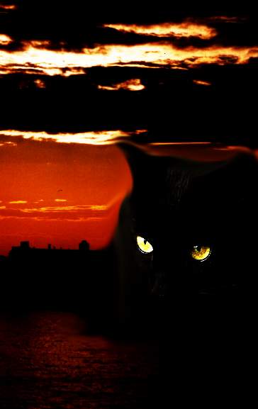 Огромный черный кот в Петербурге - картинка, фото.